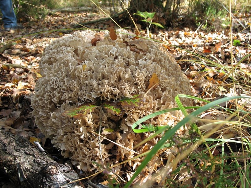 Sparassis lamisosa 3